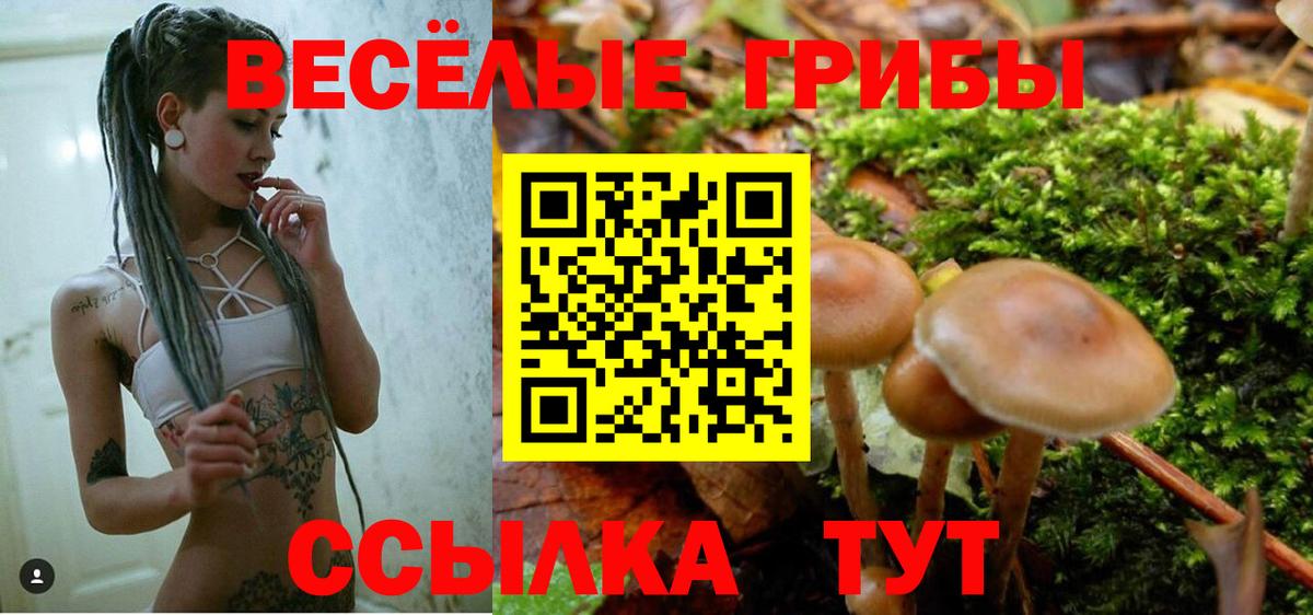 Коряжма  купить   Вход с VPN  Галлюциногенные грибы Psilocybe 